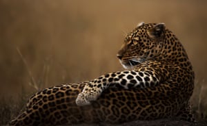 A leopard in the Maasai Mara National Reserve, Kenya