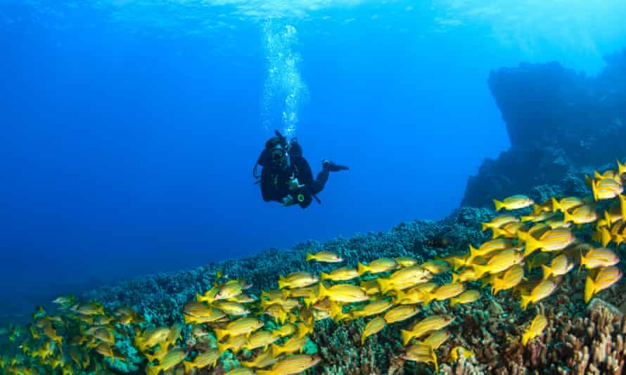 Scuba diver with a large school of yellow fish over a reef