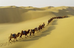 Camelos caminhando em uma linha no deserto de Kubuqi em Ordos, região autônoma da Mongólia Interior da China.