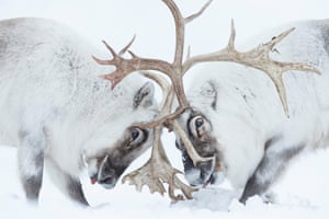 two fighting reindeer