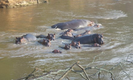A pod of hippopotamus spotted during a wildlife patrol in Virunga National Park