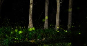 Fireflies in a forest at night in Assam, India