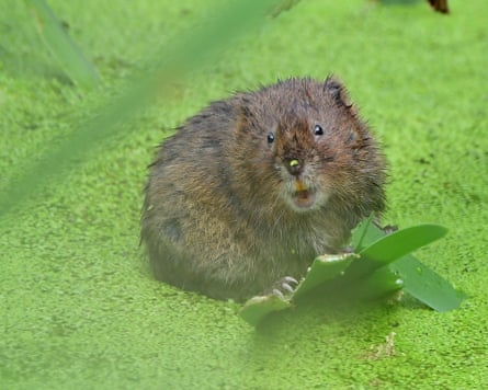 A water vole.