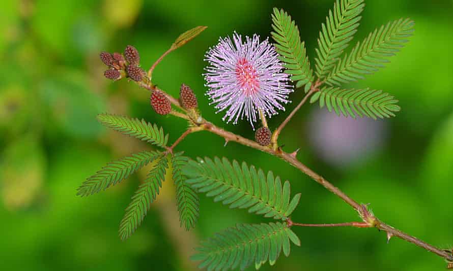 The mimosa pudica folds its leaves when touched.