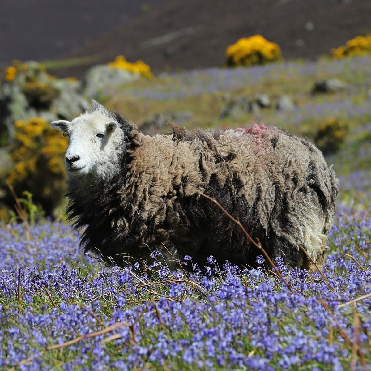 The Lake District is indeed a sheepwrecked landscape | Letters | The Guardian The Lake District is indeed a sheepwrecked landscape | Letters | The Guardian