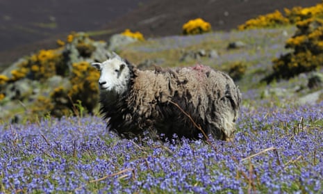 A Herdwick sheep in Rannerdale Knott in the Lake District