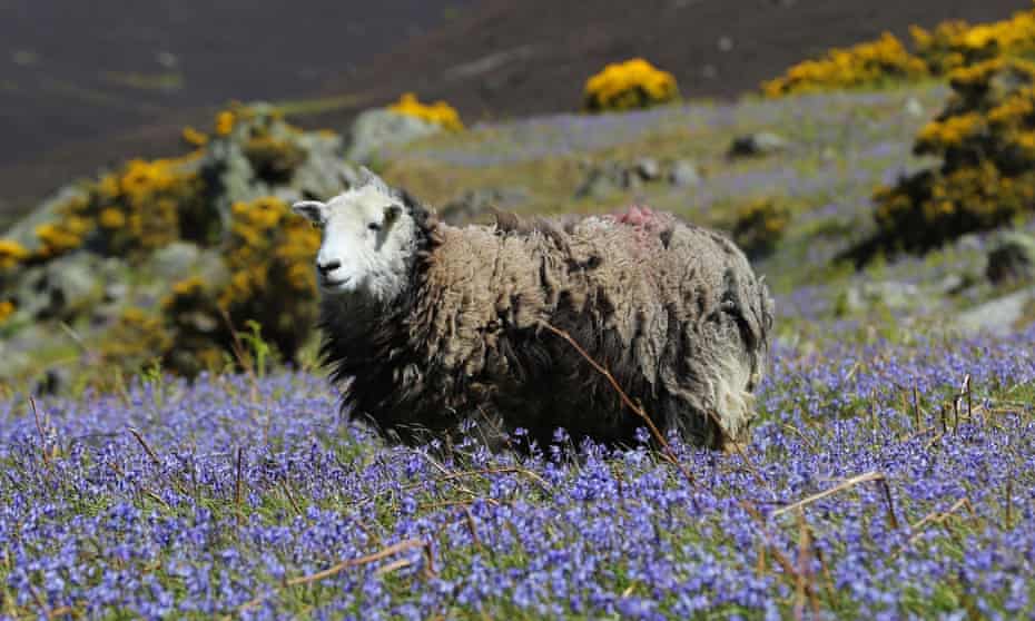 A herdwick sheep at Rannerdale Knott in the Lake District