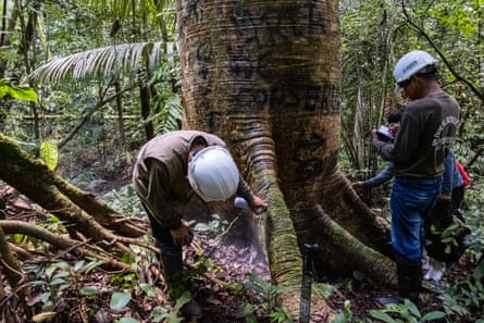 Two people in hard hats spraypaint a tree