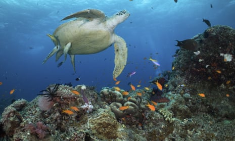 A green turtle, viewed from the underside, as it swims over a reef with orange fish in the Ribbon Reefs near Cairns