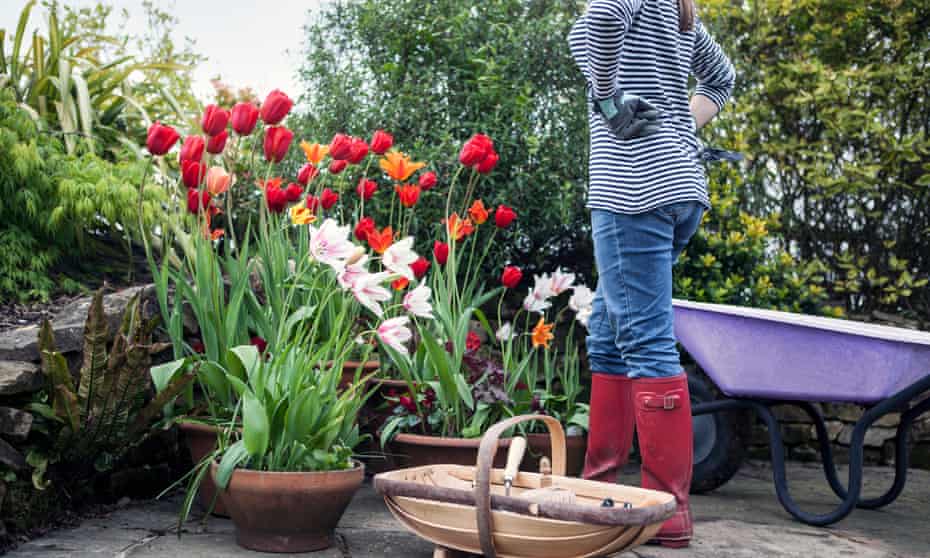 Woman gardening on patio with pots filled with tulips
