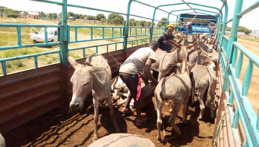 Donkeys being unloaded for slaughter.
