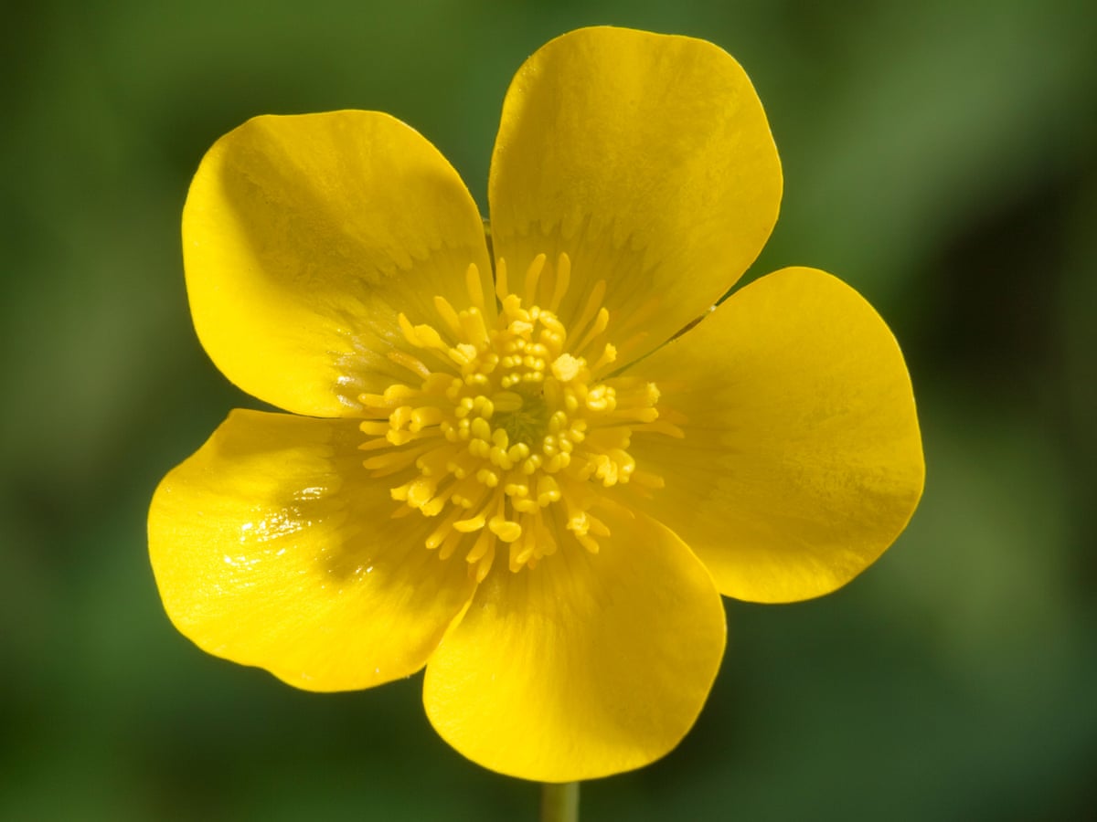 Secrets of the shiny yellow buttercup | Plants | The Guardian