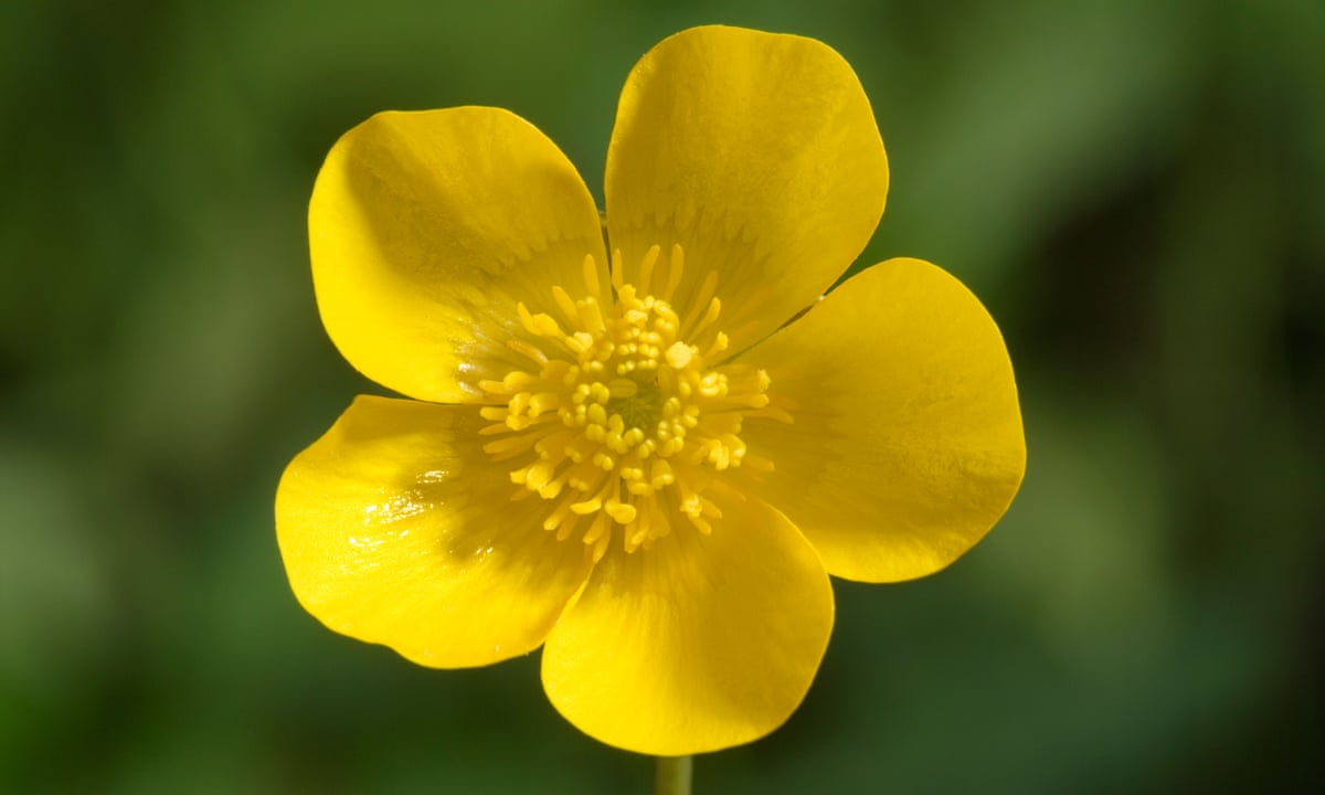 Secrets Of The Shiny Yellow Buttercup | Plants | The Guardian