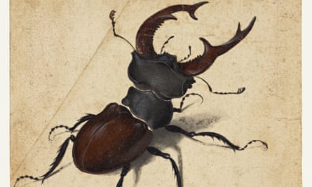 Albrecht Dürer’s Stag beetle, 1505.