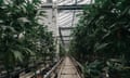 A long row of dozens, or even hundreds, or dark green cannabis plants in a hoop house, with translucent light coming in from above.