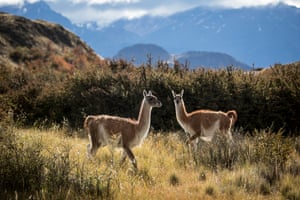 Since the sheep were sold and the fences removed, native guanaco herds have flourished from an unsustainable population of several hundred to an estimated 3,000.