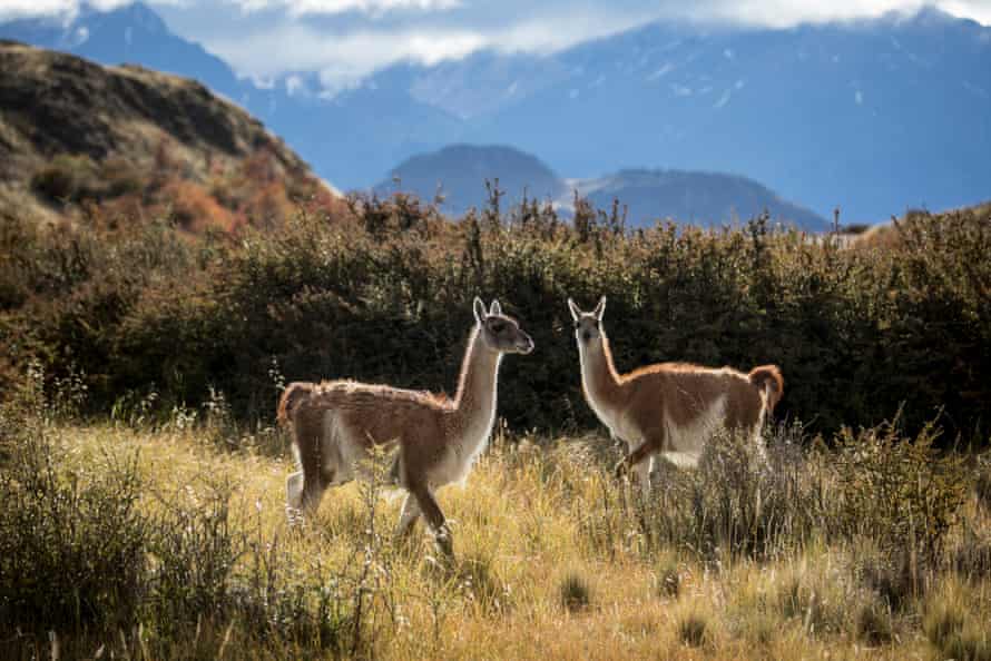 Two guanaco stand in grassland against a backdrop of mountains.