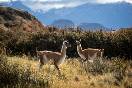 Two guanaco stand in grassland against a backdrop of mountains.