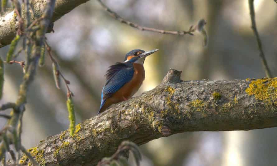 A male kingfisher exhausted after attempting to see off a rat that had attacked its nest.