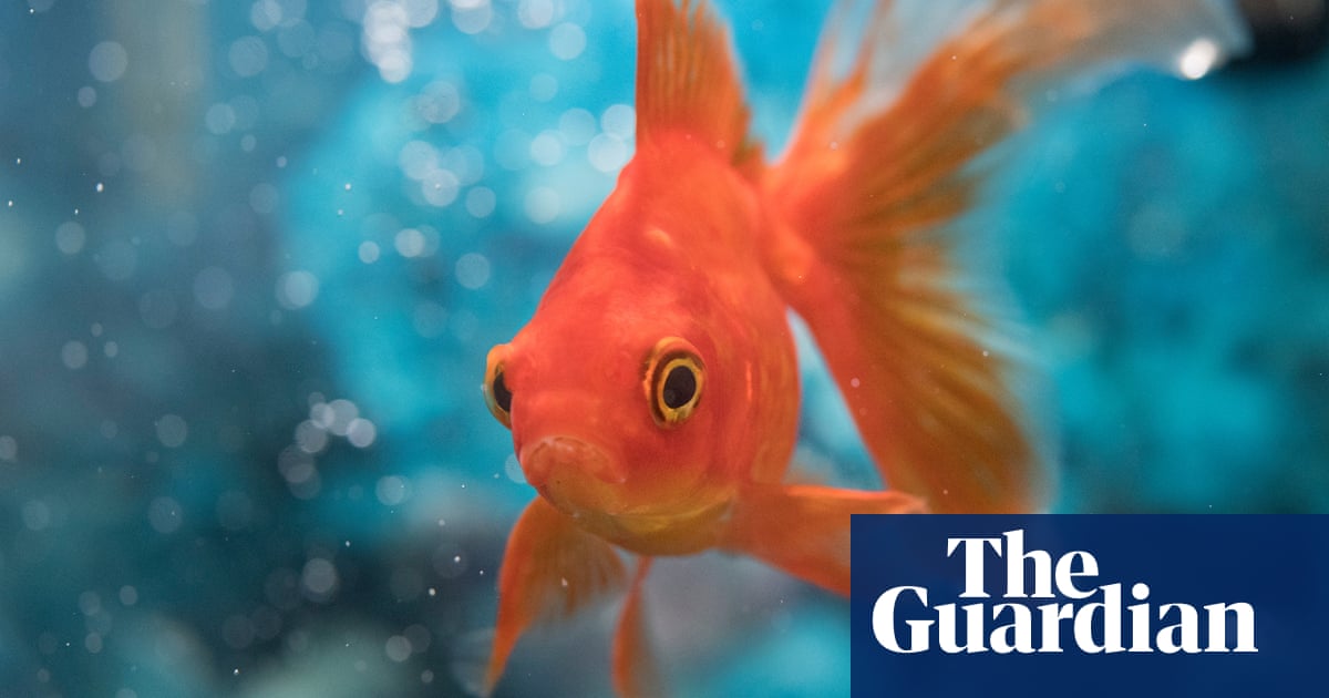 Fish GPS? Scientists find goldfish go farther next to certain stripes |  Animal behaviour | The Guardian