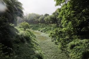 Grassy valley within trees