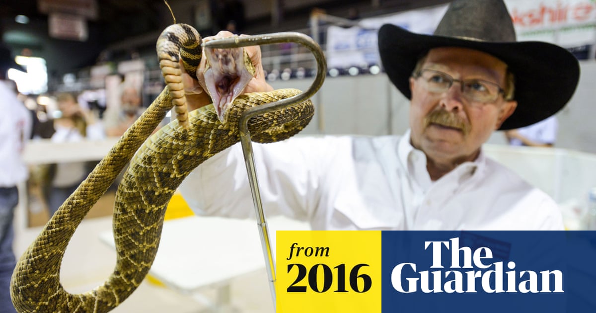 Rattlesnake Roundup Draws Big Crowds And Critics To Small Texas