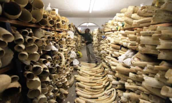 en tjänsteman i Zimbabwe nationalparker inspekterar landets elfenbenslager vid sitt huvudkontor i Harare
