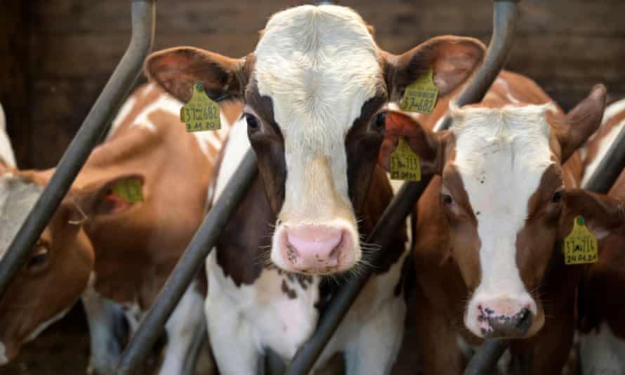 A dairy farm in Germany