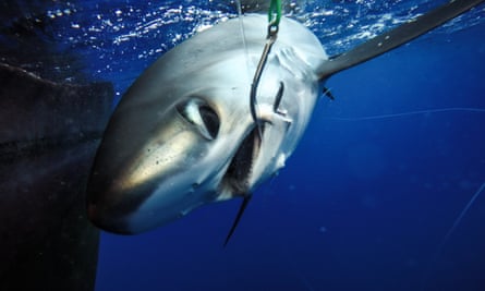 The project by The Nature Conservancy involves tagging sharks that are caught unintentionally so that researchers could track them and figure out if they survive after being released.
