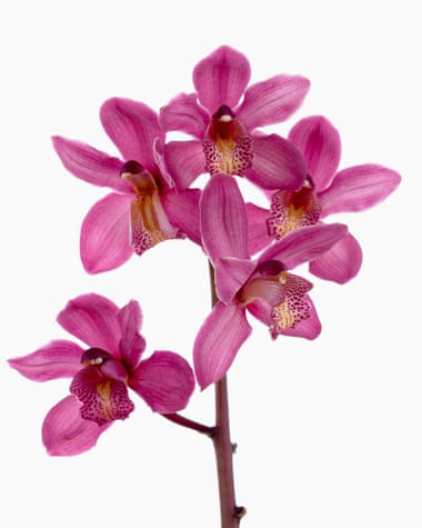 Wallflower: as an epiphyte this orchid has living picture potential.