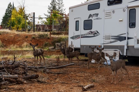 A group of deer in Paradise, California. Some residents have spent years in trailers as they acquired the resources to rebuild.