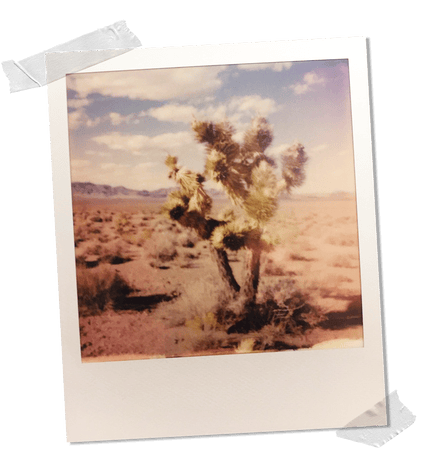 A Joshua tree in the desert.