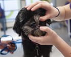 Vet complaint process in UK often ‘stacked against pet owners’ Vet complaint process in UK often ‘stacked against pet owners’