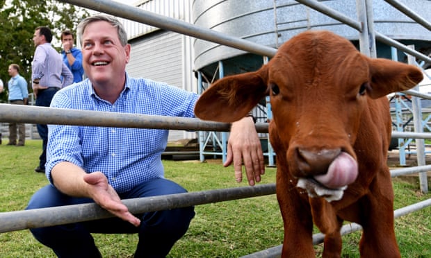 Tim Nicholls feeds at a Droughtmaster cattle stud in Kenilworth.