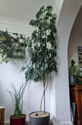 Schefflera arboricola Kenneth Freeman, Swanley, Kent