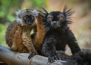 Um par de macacos Eulemur (lêmures pretos)