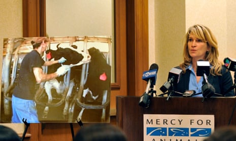 Rebecca Frye, director of education at Mercy for Animals, shows and undercover video of the conditions at Idaho’s Bettencourt Dairies in on 10 October 2012.