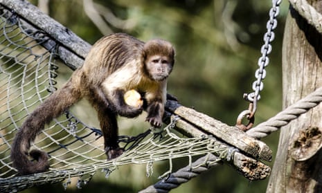 A Capuchin monkey: no fan of unevenly distributed grapes