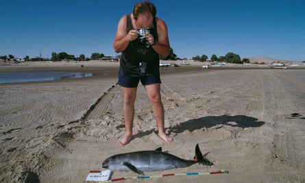 A man photographs a dead vaquita on a beach.
