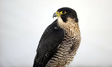Tights Fuzzy Falcon – Across the Street