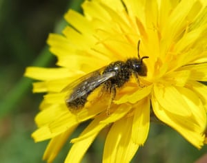 Small shaggy bee (Panurgus calcaratus)