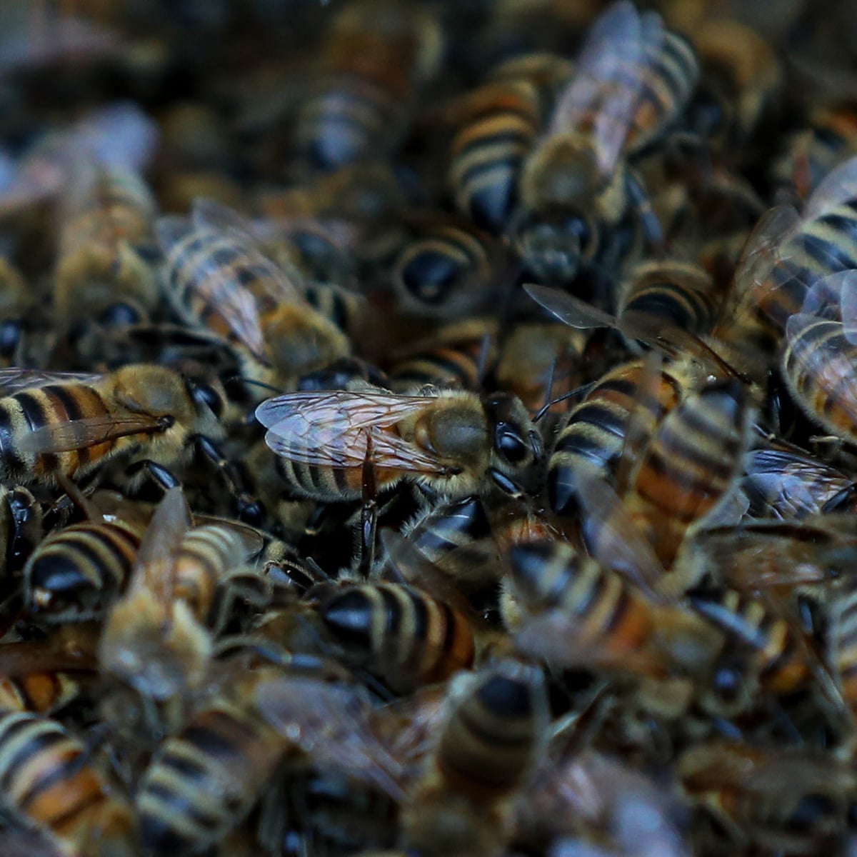 Brexit Rules Mean 15m Baby Bees May Be Seized And Burned Says Beekeeper Bees The Guardian Brexit Rules Mean 15m Baby Bees May Be Seized And Burned Says Beekeeper Bees The Guardian