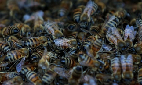 Closeup of bees