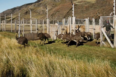 一群来自阿根廷的rhea被释放到智利的巴塔哥尼亚国家公园。