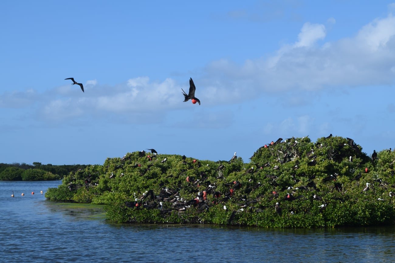 Critics say it will encroach on a national park, damaging one of the world’s largest nesting sites for the magnificent frigate bird.