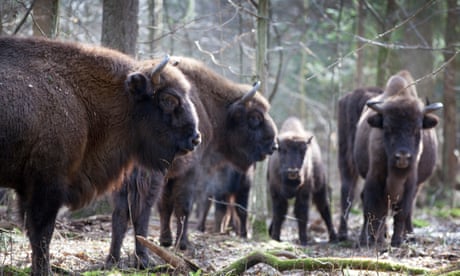 Will no one stop Poland destroying Europe’s most precious forest?