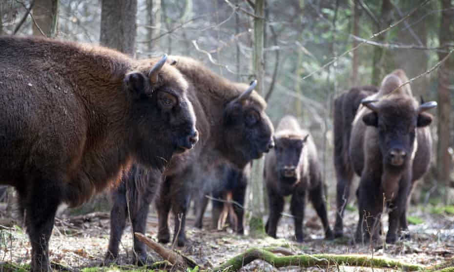 bison in Białowieża forest