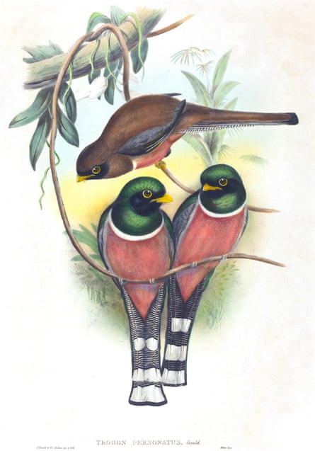 Masked trogon, probably 1836/1838, by artist John Gould, lithograph by Henry Constantine Richter.