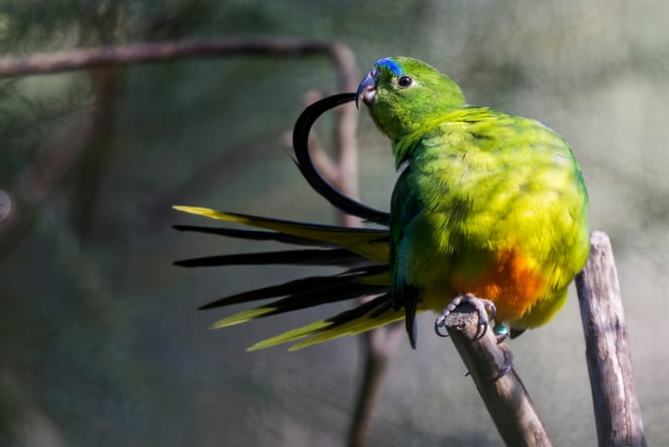 Orange-bellied parrots have swelled back from imminent extinction – but now they face a new threat Orange-bellied parrots have swelled back from imminent extinction – but now they face a new threat