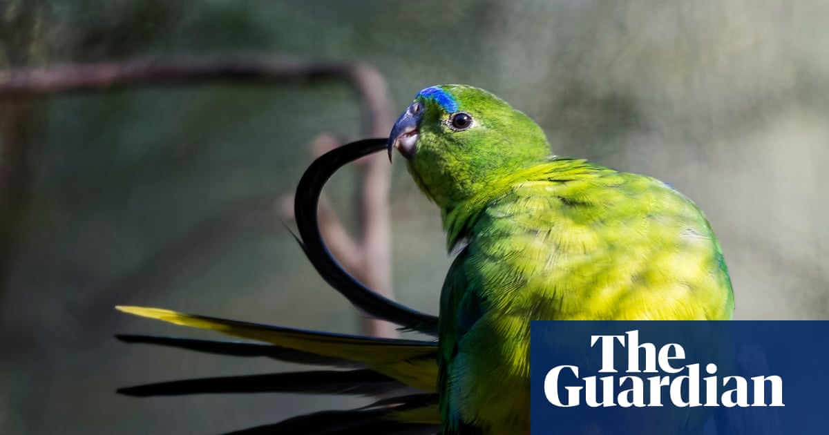 Native birds in captivity to be vaccinated against H5 bird flu as Australia prepares for more mass mortalities